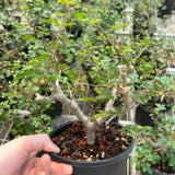 Commiphora sinuata-Burseraceae-H10-15cm-image-4