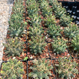 Euphorbia decepta  Seeds — Euphorbia — 2026 seed listing — 1 Seed — image 3: plants growing together in a nursery reference photo