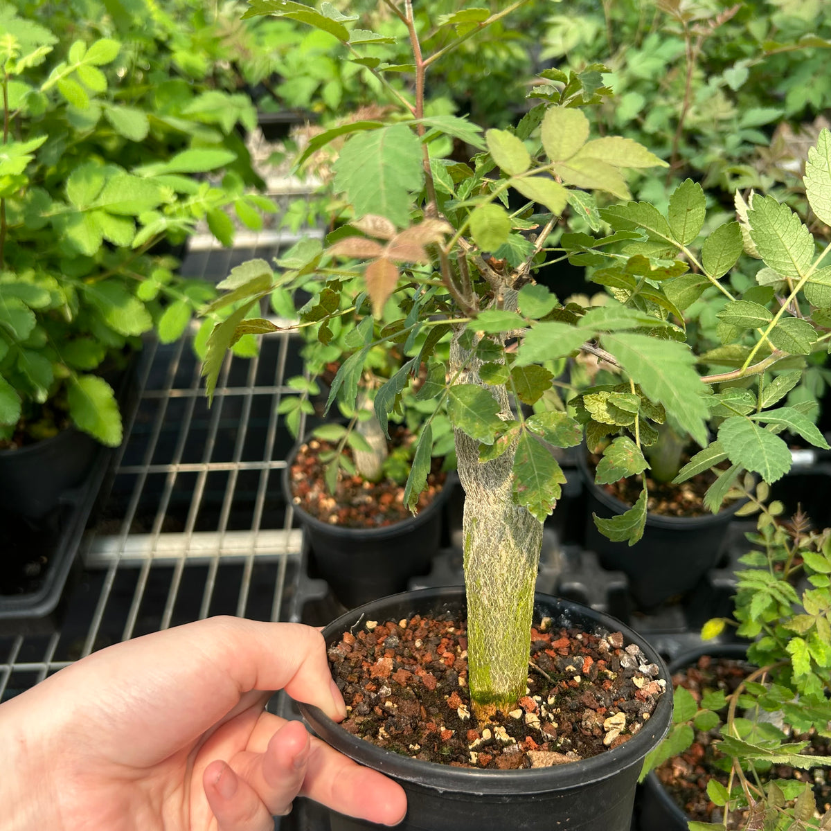 Bursera ariensis-Burseraceae-W2-2.5cm-image-3