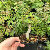 Bursera ariensis-Burseraceae-W2-2.5cm-image-4