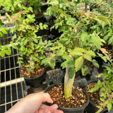 Bursera ariensis-Burseraceae-W2-2.5cm-image-5
