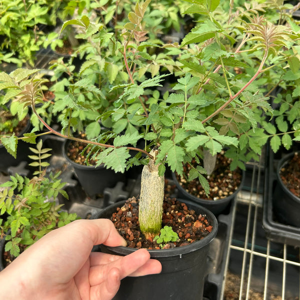 Bursera ariensis — plant photograph 2