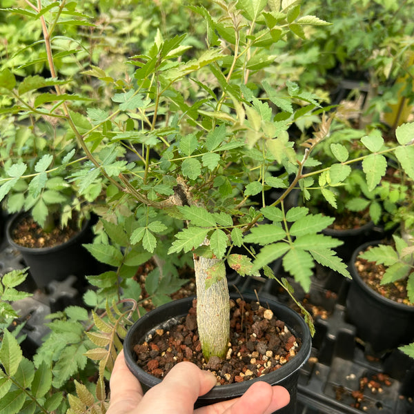 Bursera ariensis-Burseraceae-W2-2.5cm-image-1