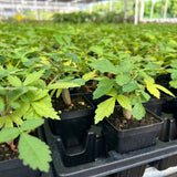 Bursera bicolor-Burseraceae-W1cm-image-5