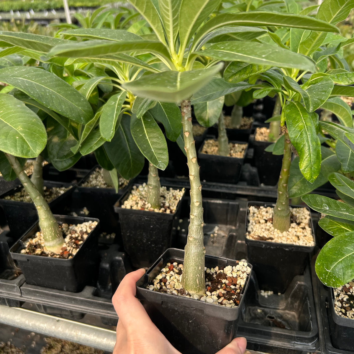 Pachypodium decaryi-Pachypodium-W1.5-2cm-image-2