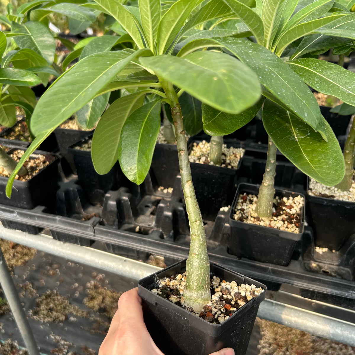 Pachypodium decaryi-Pachypodium-W1.5-2cm-image-3