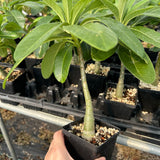 Pachypodium decaryi-Pachypodium-W1.5-2cm-image-3