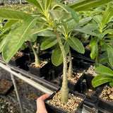 Pachypodium decaryi-Pachypodium-W1.5-2cm-image-4
