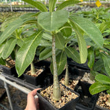Pachypodium decaryi-Pachypodium-W1.5-2cm-image-5