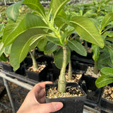 Pachypodium decaryi-Pachypodium-W1.5-2cm-image-6