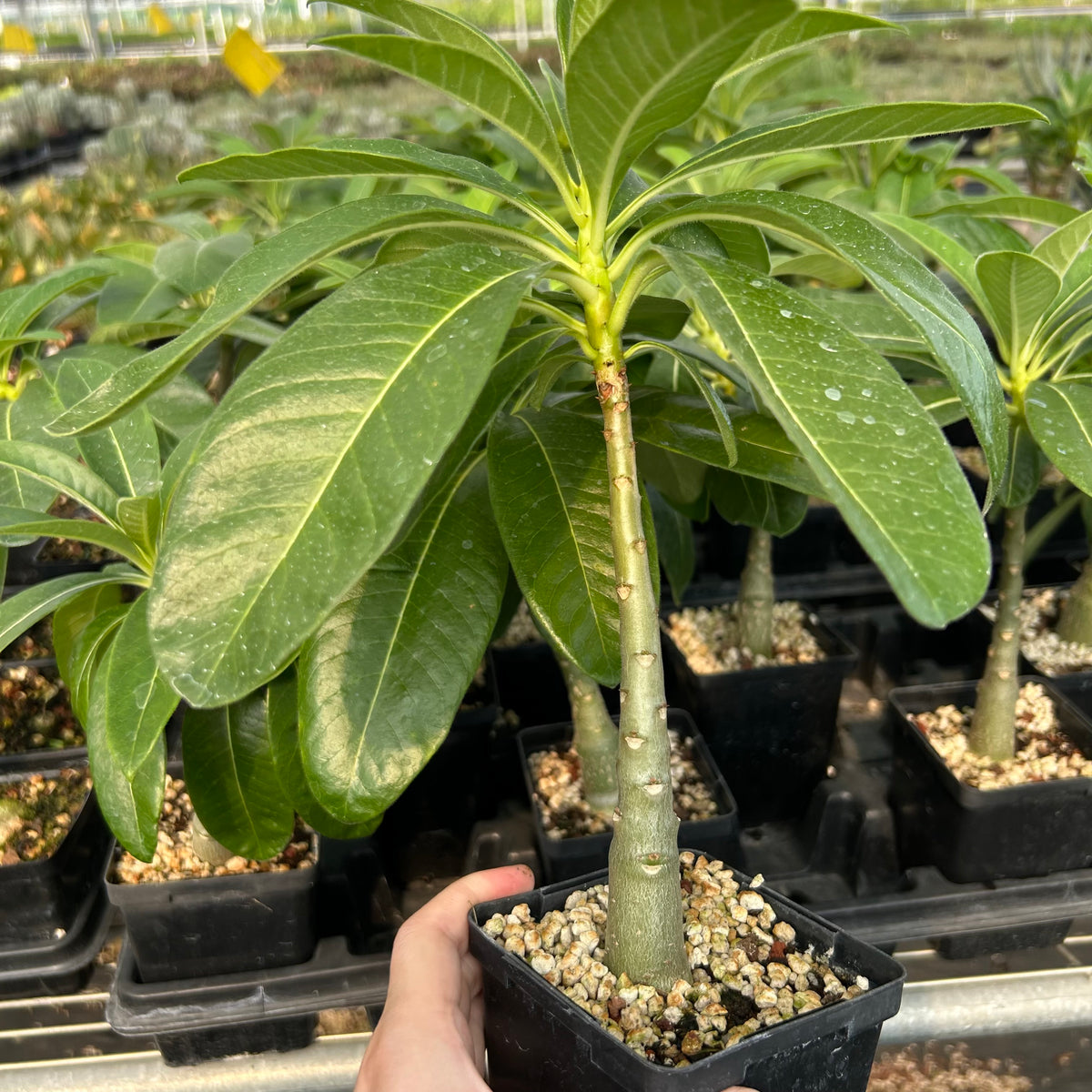 Pachypodium decaryi-Pachypodium-W1.5-2cm-image-1