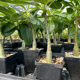 Pachypodium decaryi-Pachypodium-W1.5-2cm-image-7