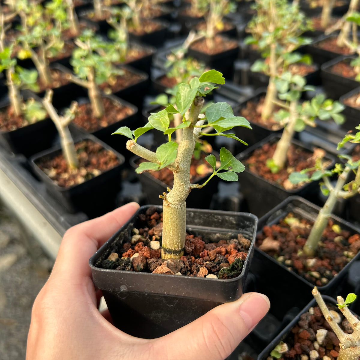 Commiphora capensis-Burseraceae-W0.5-1cm-image-5