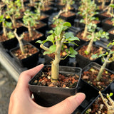 Commiphora capensis-Burseraceae-W0.5-1cm-image-5