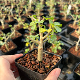 Commiphora capensis-Burseraceae-W0.5-1cm-image-1