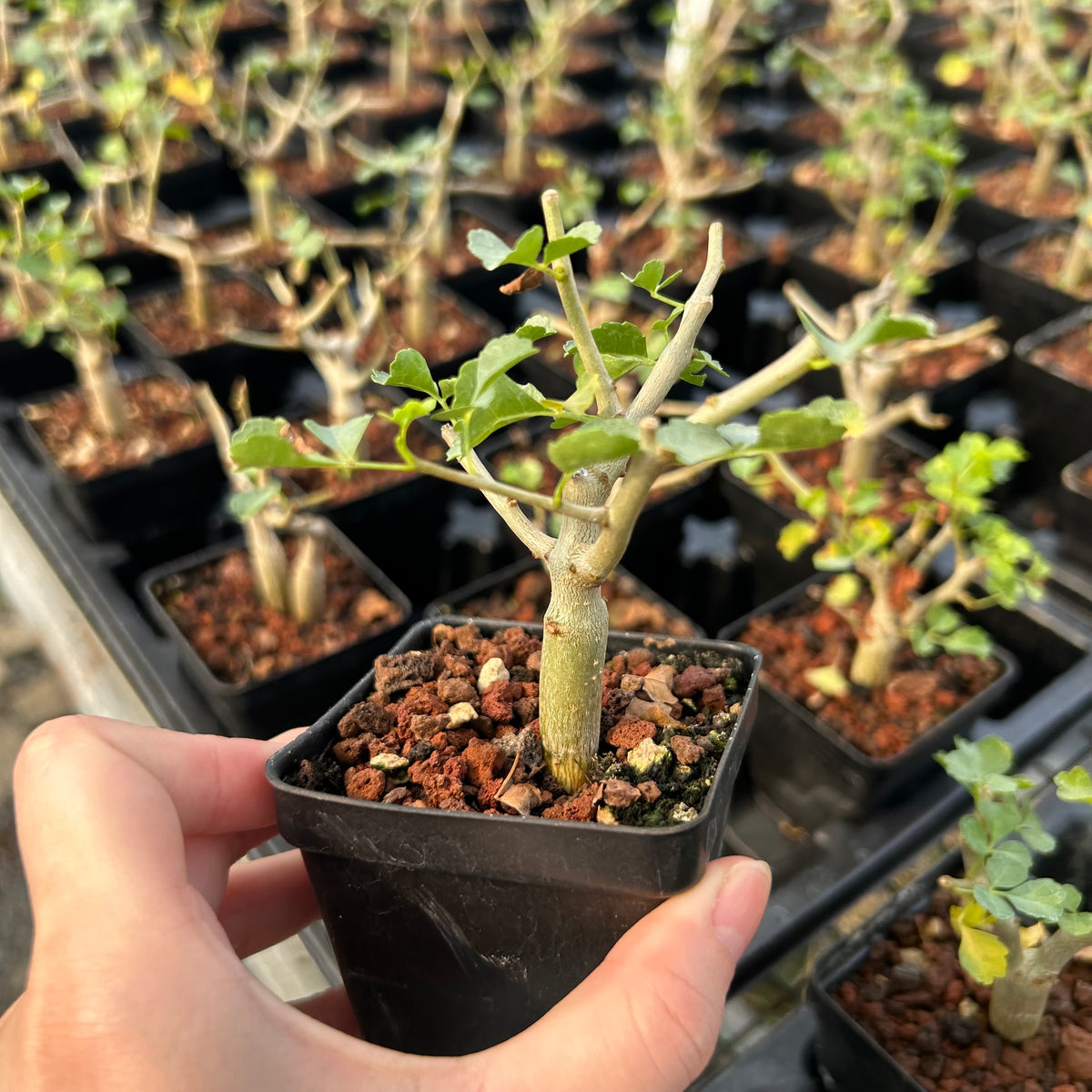 Commiphora capensis-Burseraceae-W0.5-1cm-image-3