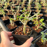 Commiphora capensis-Burseraceae-W0.5-1cm-image-3