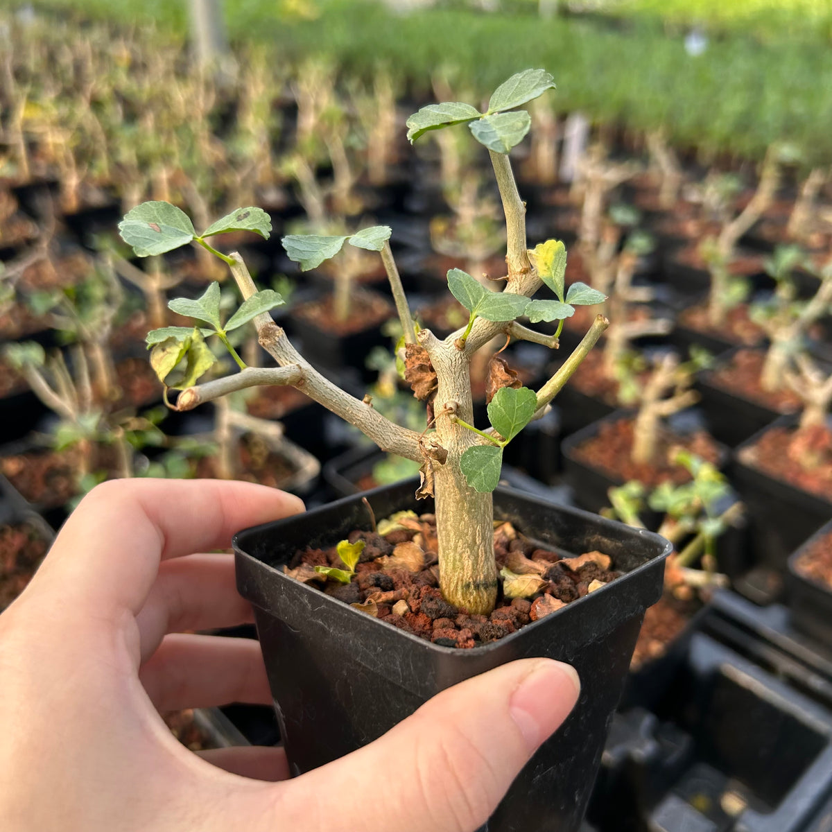 Commiphora capensis-Burseraceae-W0.5-1cm-image-4