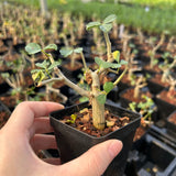 Commiphora capensis-Burseraceae-W0.5-1cm-image-4
