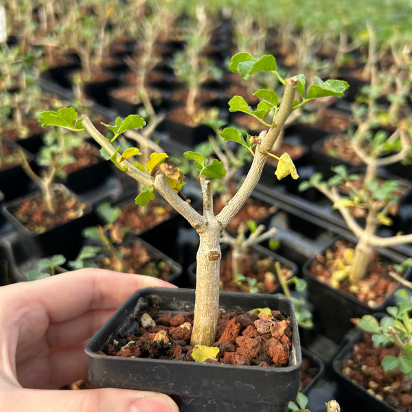 Commiphora capensis — plant photograph 2