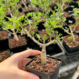 Commiphora cervifolia-Burseraceae-W1cm-image-6
