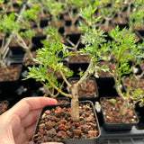 Commiphora cervifolia-Burseraceae-W1cm-image-1