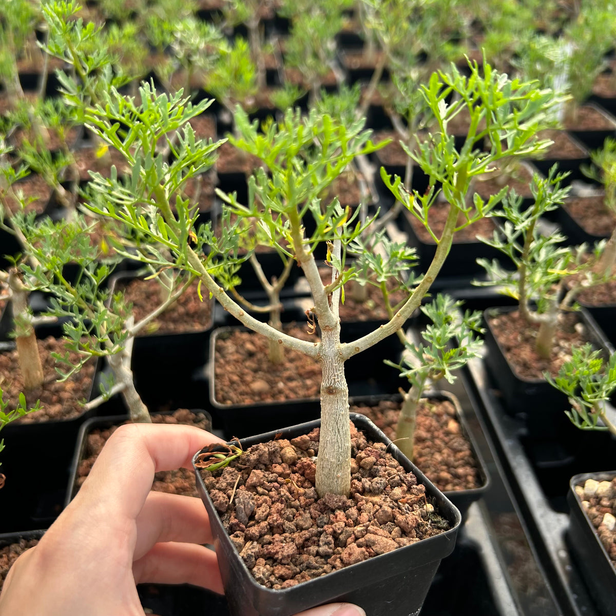 Commiphora cervifolia-Burseraceae-W1cm-image-7