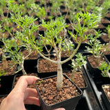 Commiphora cervifolia-Burseraceae-W1cm-image-7