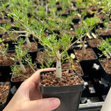 Commiphora cervifolia-Burseraceae-W1cm-image-2