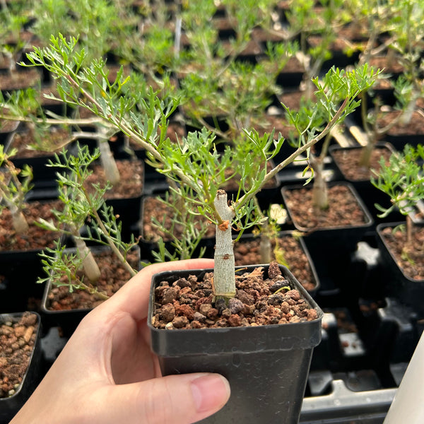 Commiphora cervifolia — plant photograph 2