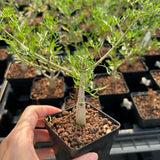 Commiphora cervifolia-Burseraceae-W1cm-image-3