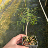 Bursera paradoxa-Burseraceae-W0.5-1cm-image-6