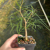 Bursera paradoxa-Burseraceae-W0.5-1cm-image-1