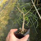 Bursera paradoxa-Burseraceae-W0.5-1cm-image-2