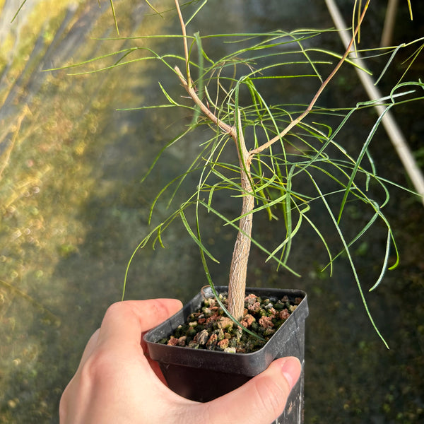 Bursera paradoxa — plant photograph 2