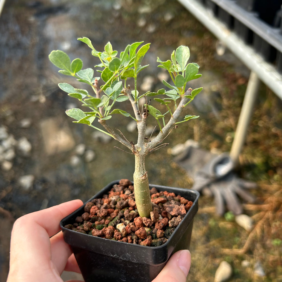 Commiphora mollis-Burseraceae-W1cm-image-2