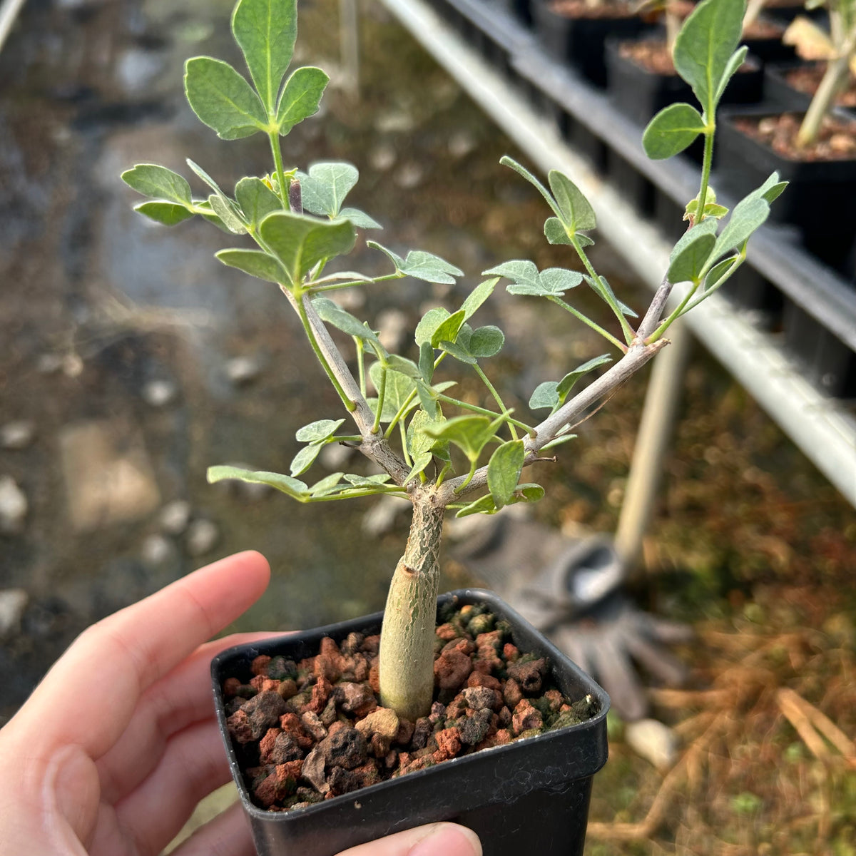 Commiphora mollis-Burseraceae-W1cm-image-3