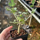 Commiphora mollis-Burseraceae-W1cm-image-3