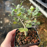 Commiphora mollis-Burseraceae-W1cm-image-4