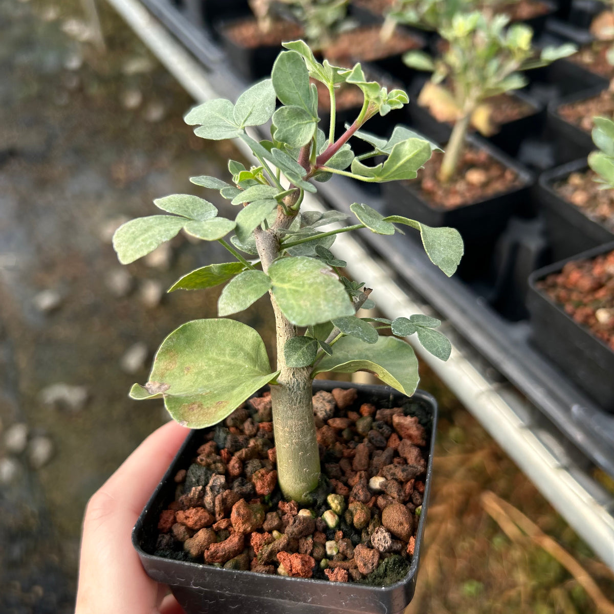 Commiphora mollis-Burseraceae-W1cm-image-5