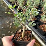 Commiphora mollis-Burseraceae-W1cm-image-6