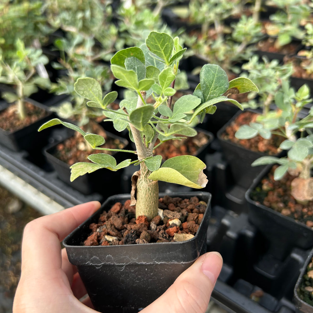 Commiphora mollis-Burseraceae-W1cm-image-7