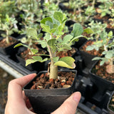 Commiphora mollis-Burseraceae-W1cm-image-7