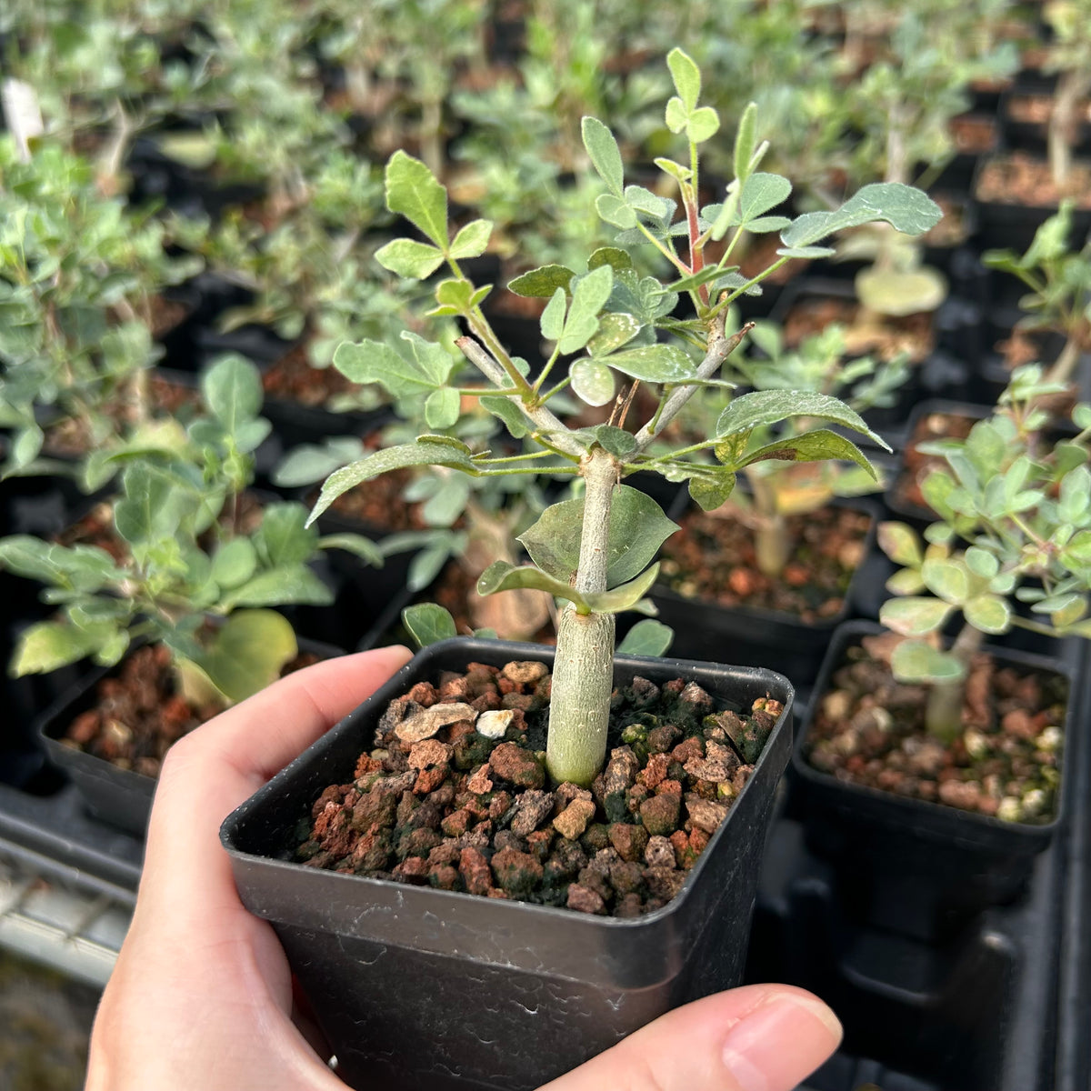 Commiphora mollis-Burseraceae-W1cm-image-8