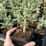 Commiphora mollis-Burseraceae-W1cm-image-8