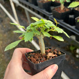 Bursera bicolor-Burseraceae-W1cm-image-4