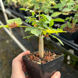 Bursera bicolor-Burseraceae-W1cm-image-1