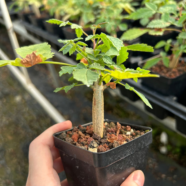 Bursera bicolor-Burseraceae-W1cm-image-1