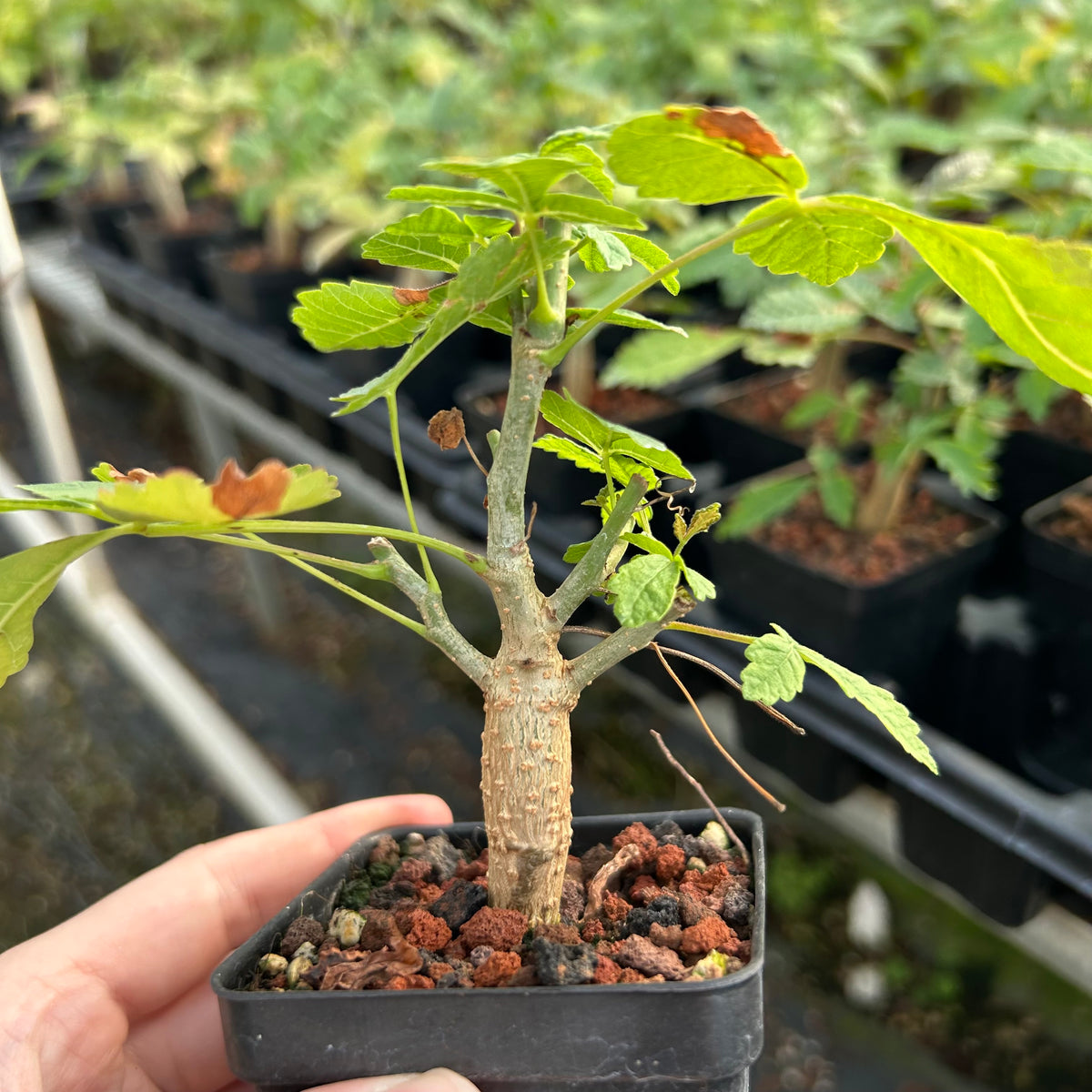 Bursera bicolor-Burseraceae-W1cm-image-3