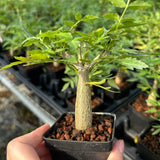 Bursera fagaroides-Burseraceae-W1-1.5cm-image-1